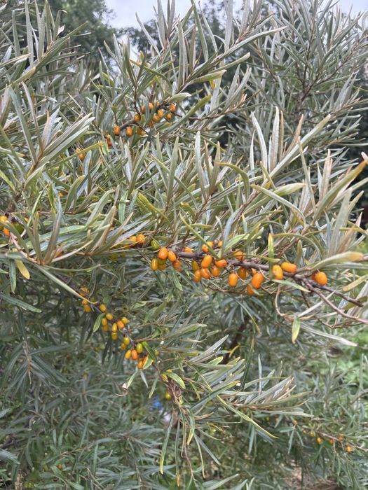 Дача Дачный участок Гудок