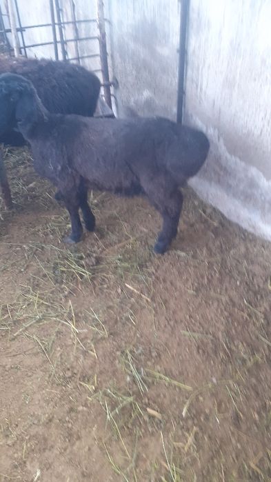 Қой сатылыды семіз