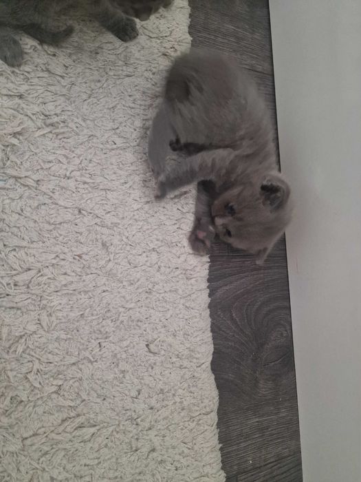 Шотландски клепоухи