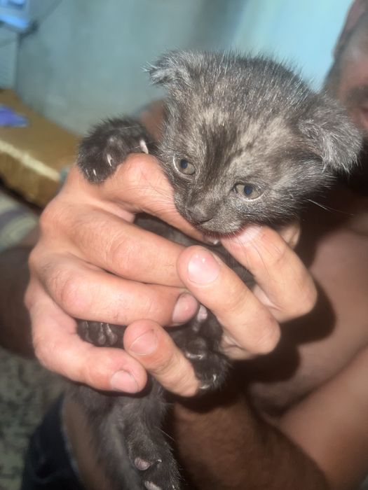 Котята британцы