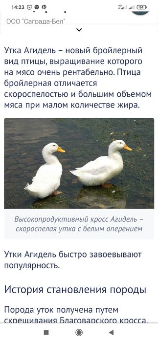 Утята Агидель Россия