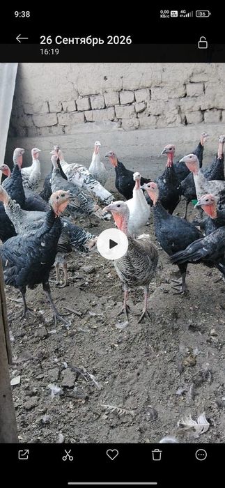 Продаю индюшек,весенний вывод