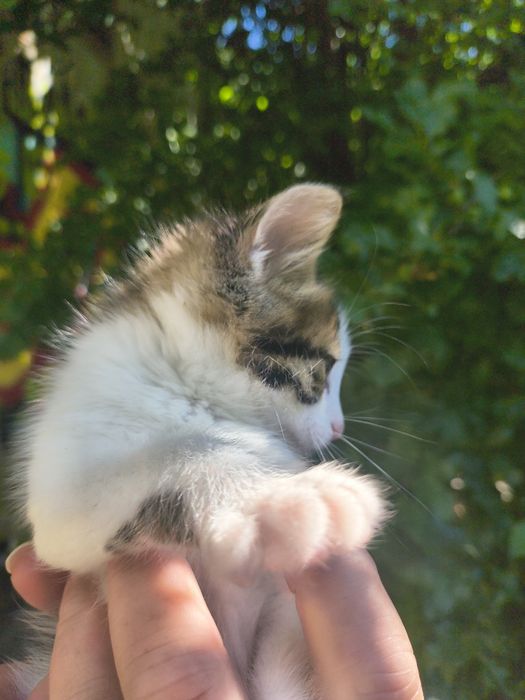 Подарявам котенца