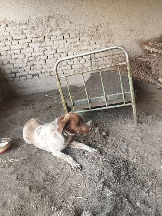 Kursixar zottor kuchuk