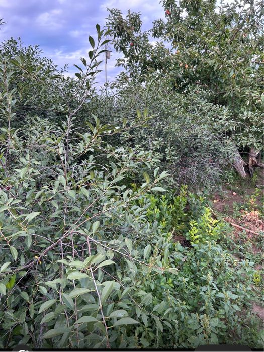 Сдаем  дачу в аренду