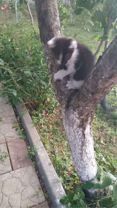 Pisoiasi spre adoptie