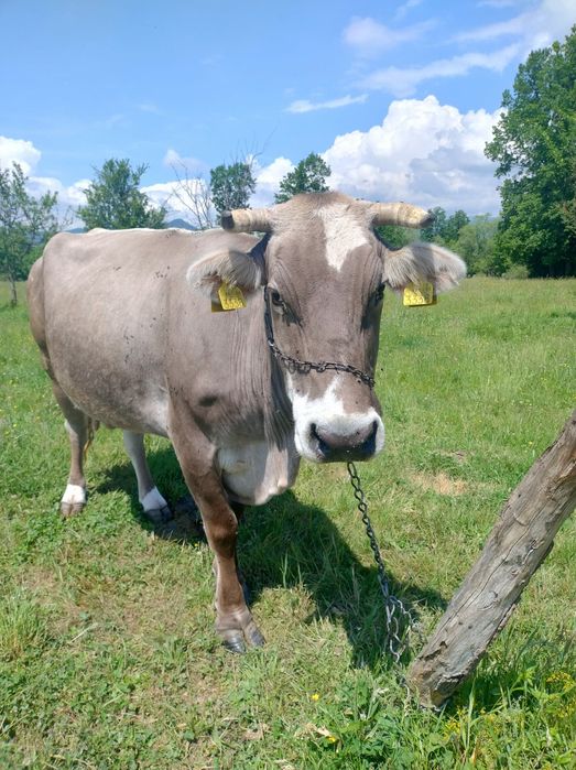 Vaca gestanta in 7 luni jumate .