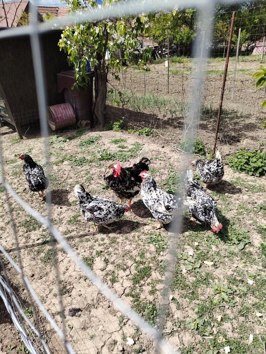 De vânzare zece găini și un cocoș rasă Pita pinta