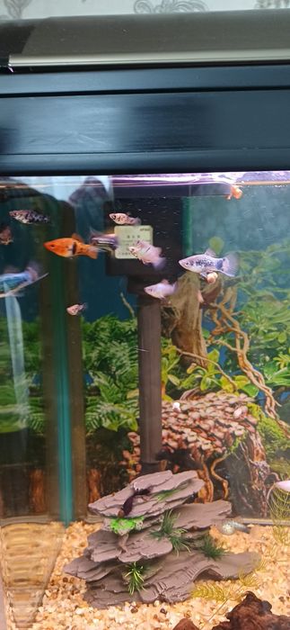 Продам рыбок - Моллинезии