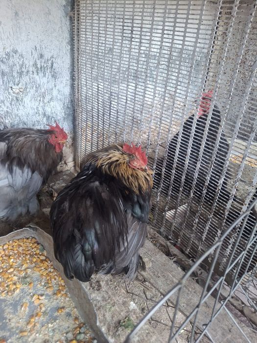 Vand cochinchina pitic