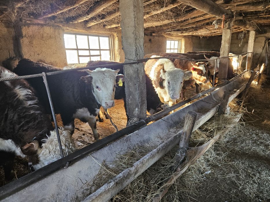 Продам Кретянски Хозяйства