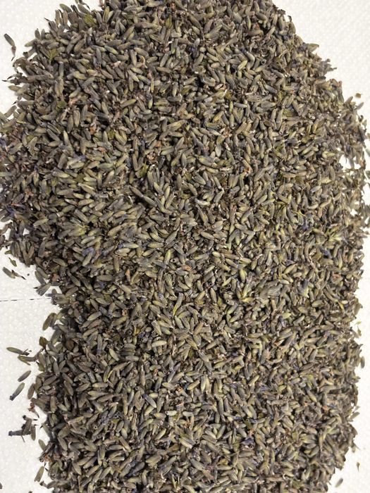 Saculeti lavanda