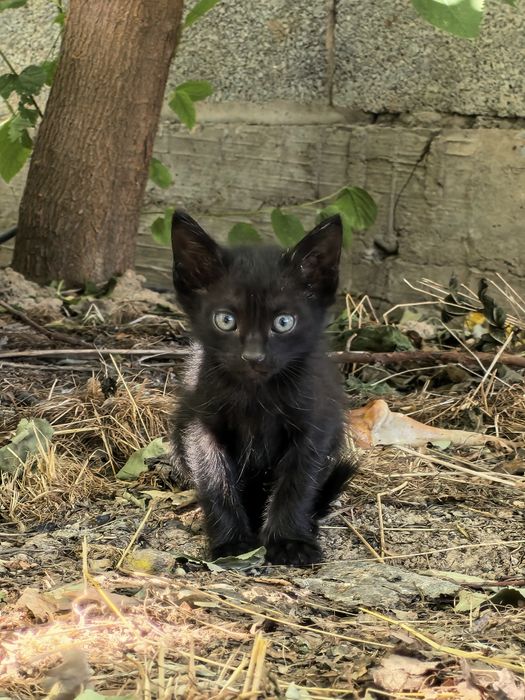 Котята четыре штуки