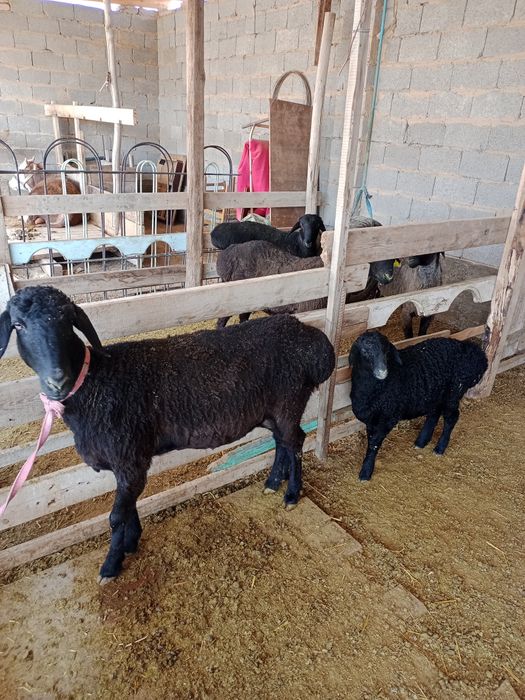 Козылы кой сатылады срочно