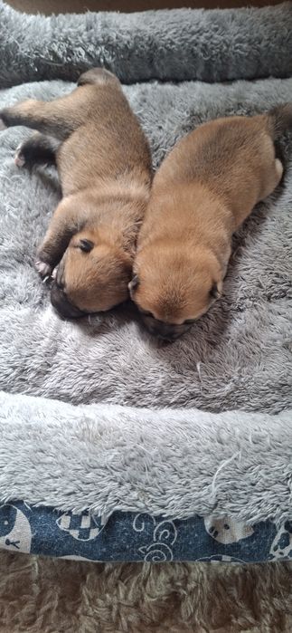 Щенки Сиба-ину Сибаину мальчики