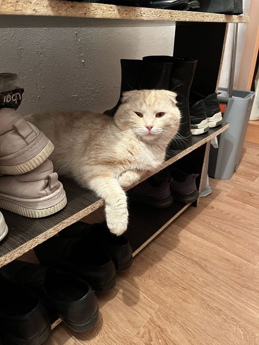 Шотландкий вислоухий кот