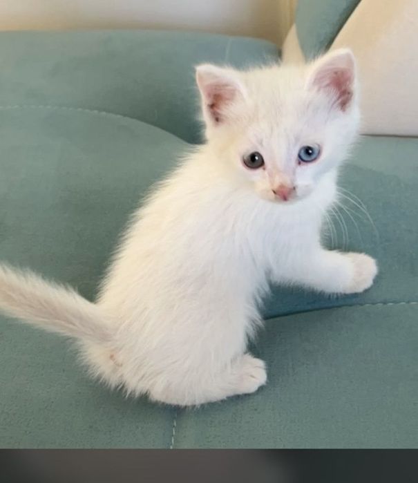 Котенок породистый