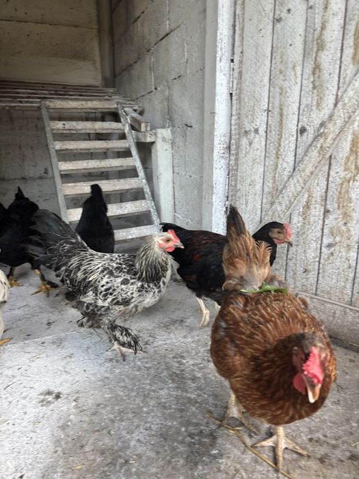 Cocosei rasa mixta de 3luni