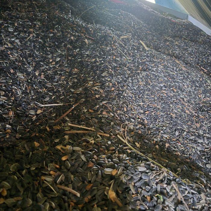 Seminte floarea soarelui