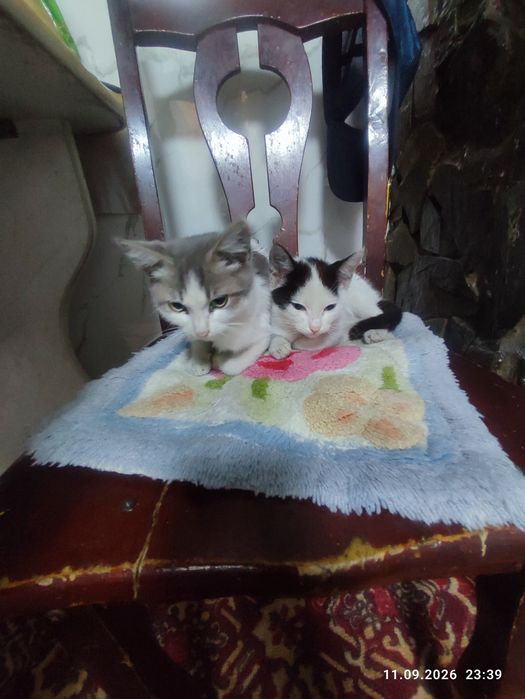 Отдам котят в хорошие руки