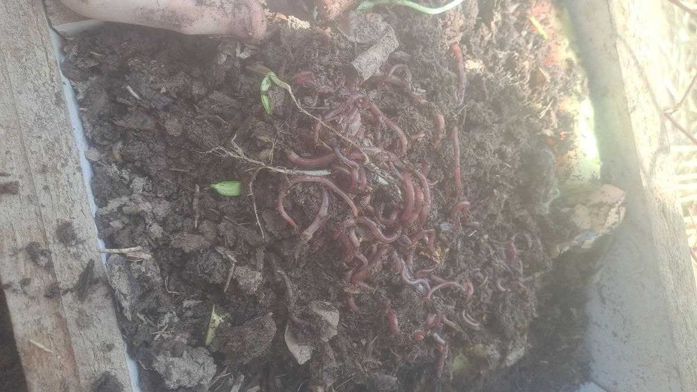 Черви Колифорнийские