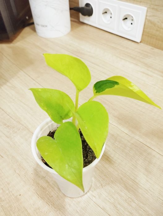 Эпипремнум Неон.