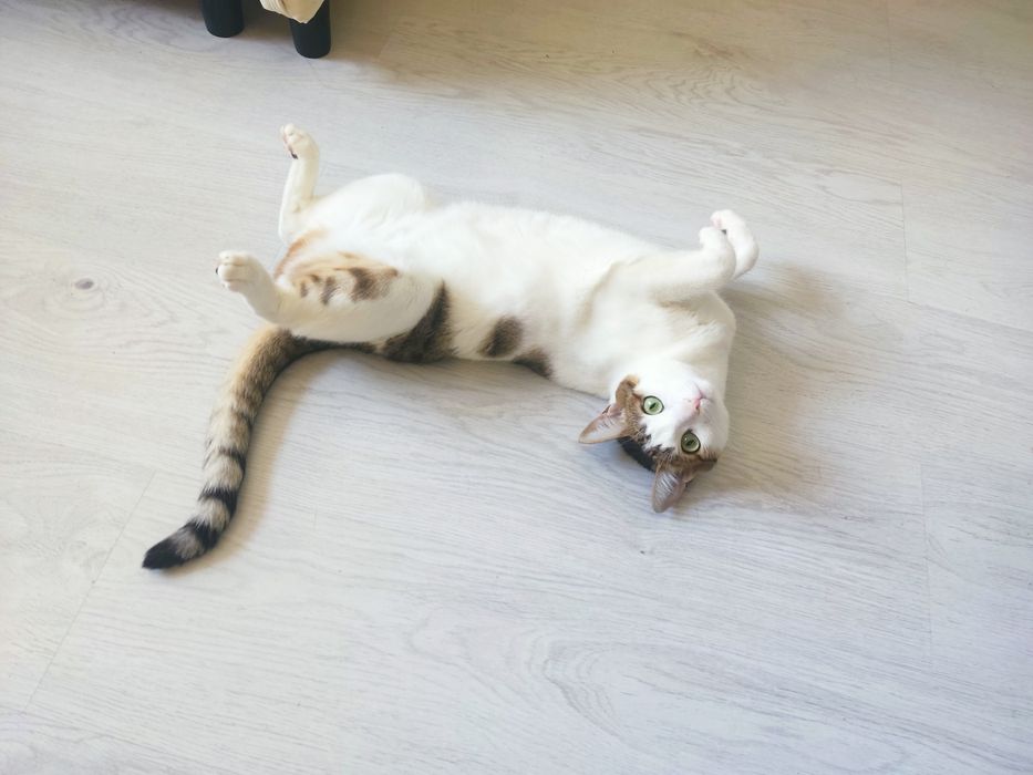 Полу-Бенгал благородная кошечка