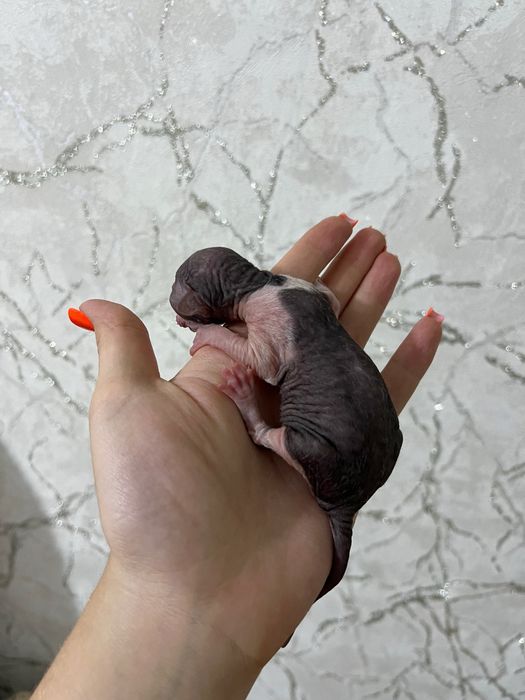 Котята сфинксы мальчики