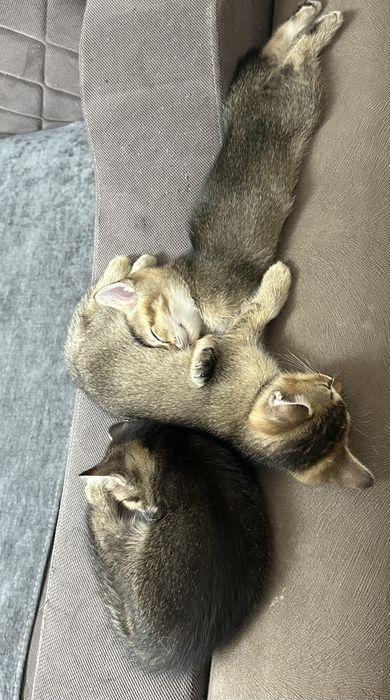 Продам котят британцы