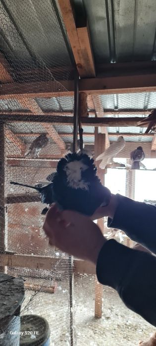 Продавам бухари двойки и единични