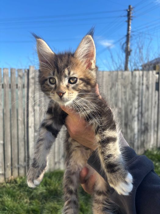 Котенца Мейн Куун