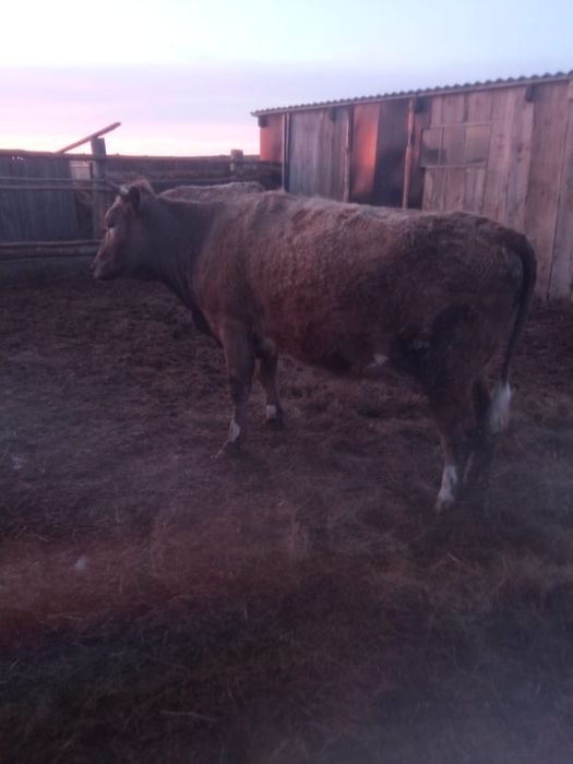Бык и тёлка на откорме