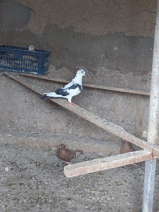 Голуби продаются