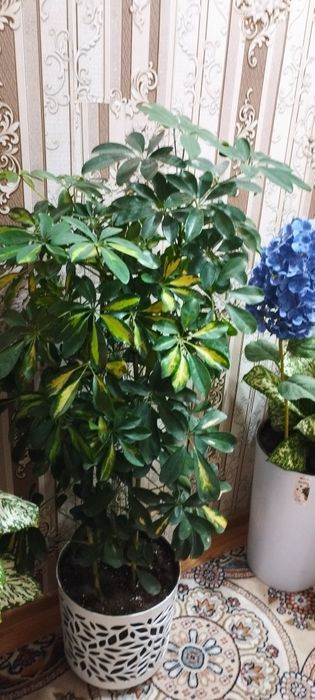 Сотилади гул чиройли