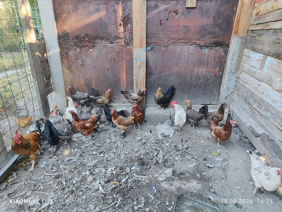 Продам 18  кур и 2 петуха