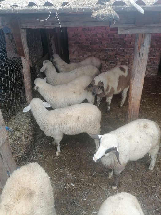 Продавам   агнета