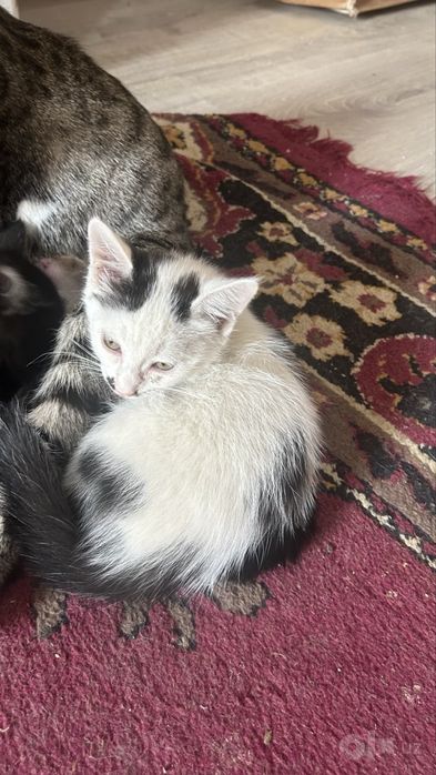 Котята отдам в добрые руки