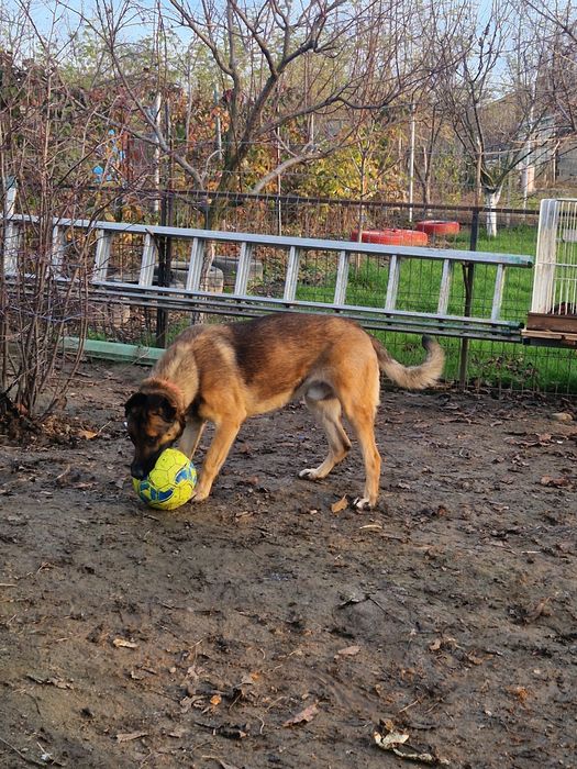 Câine ciobănesc german