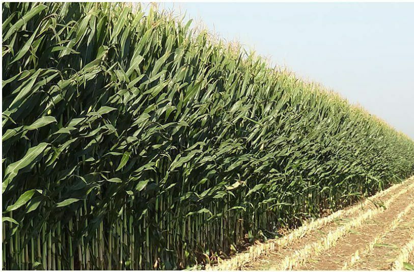 Маккажухори уруғлари (Семена кукуруза) ФИТО