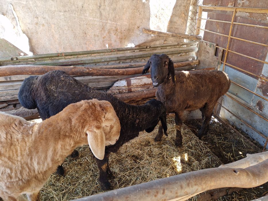 Тоқты қошқарлар сатылады