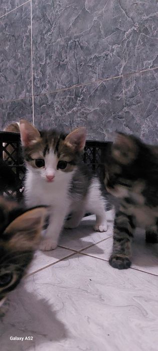 Отдам котят в хорошие руки