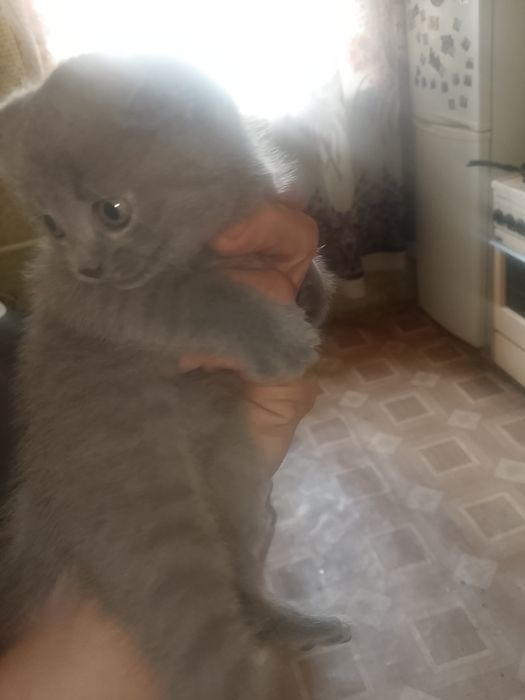 Котята британцы...