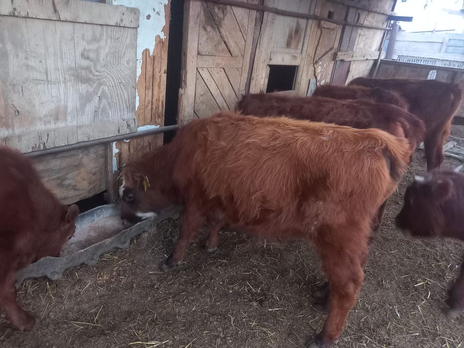 Баспақтар сатылады.