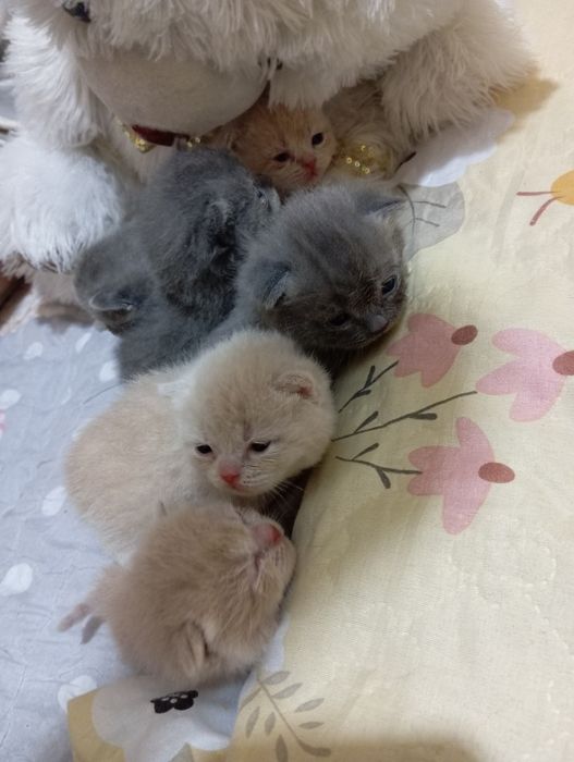 Shotlandiya mushuklar sotiladi