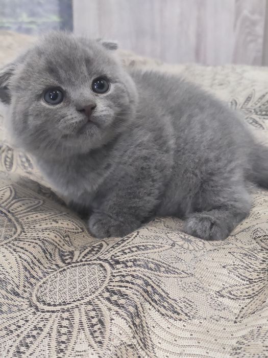 Шотландский мальчик