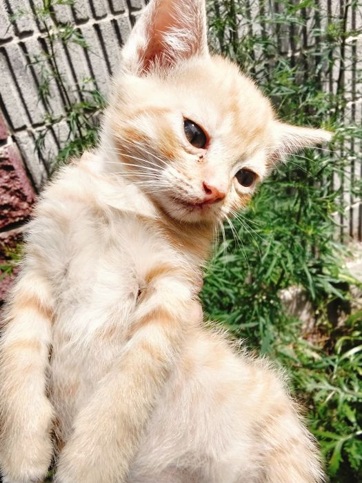Котята 5 месяцев