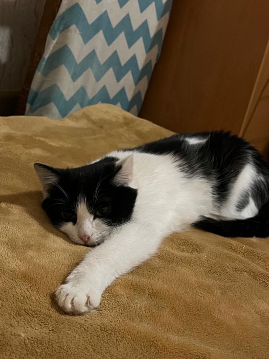 Отдам кошку в добрые руки