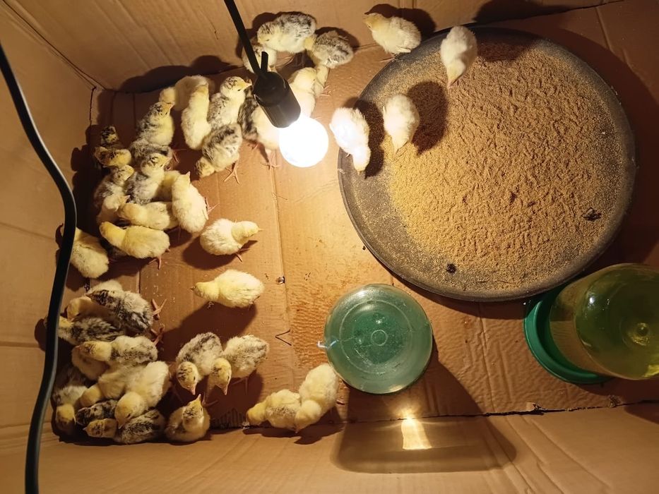 Продам домашных  индюков
