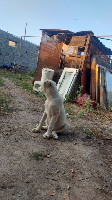 Алабай кушик 4 айлык срочна