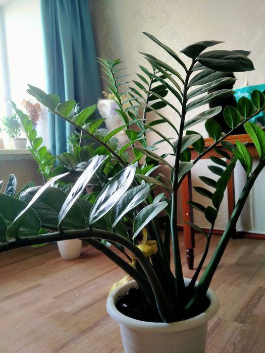 Домашний цветок каланхоэ